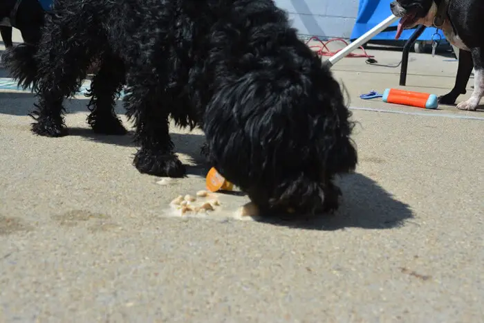 Dog enjoying a treat at the Ft. Belvoir Pooch Plunge sponsored by Alexandria Children's Dentistry