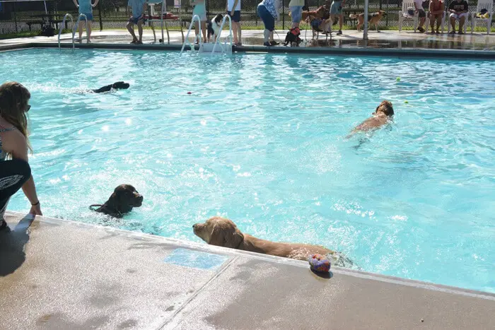 Dogs swimming and playing together at the Ft. Belvoir Pooch Plunge
