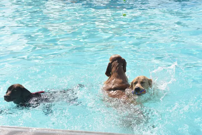 Dogs swimming in the pool during the Alexandria Children's Dentistry community event