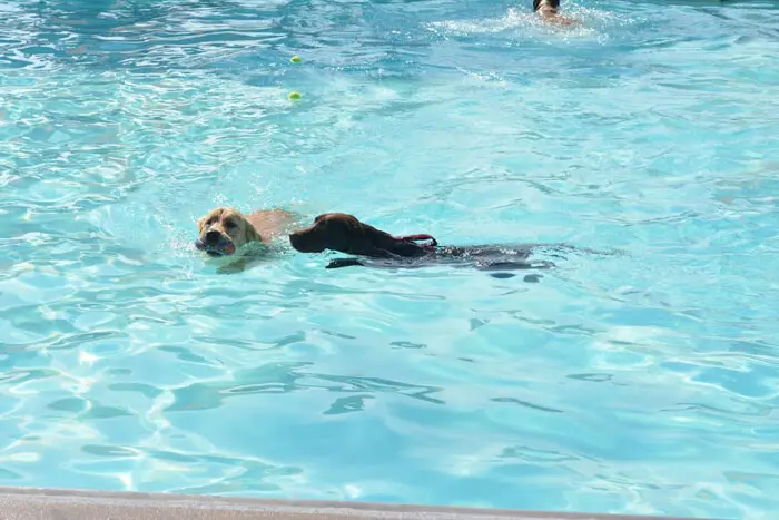 Dog enjoying a swim at the Ft. Belvoir Pooch Plunge hosted before pool season ended