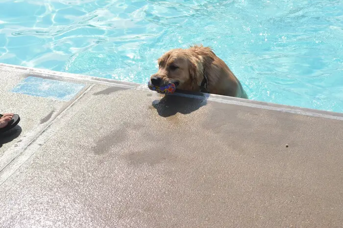 Dog swimming in the pool during the Ft. Belvoir Pooch Plunge event